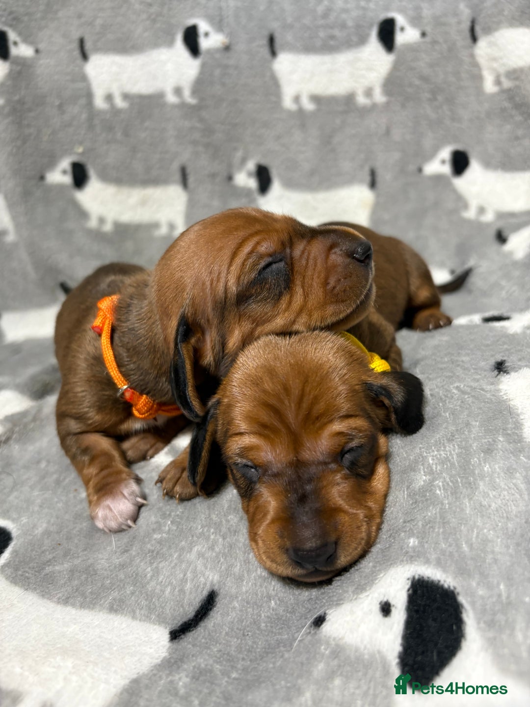 Miniature Dachshund dogs for sale: Almost ready to leave!Amazing Miniature Dachshunds in Doncaster - Image 14