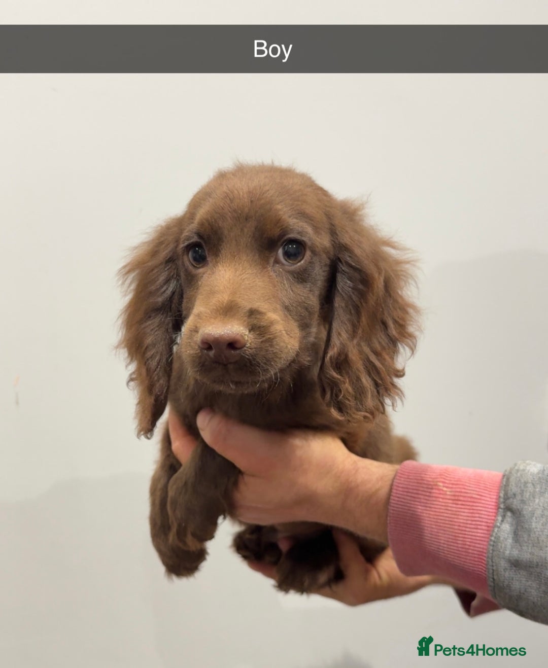 Cocker Spaniel dogs for sale: Mixed litter  - Advert 12