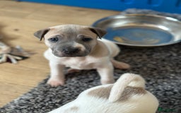 Mixed Breed dogs for sale: Ready to leave!! Staffy X Shar Pei puppies puppy - Image 21