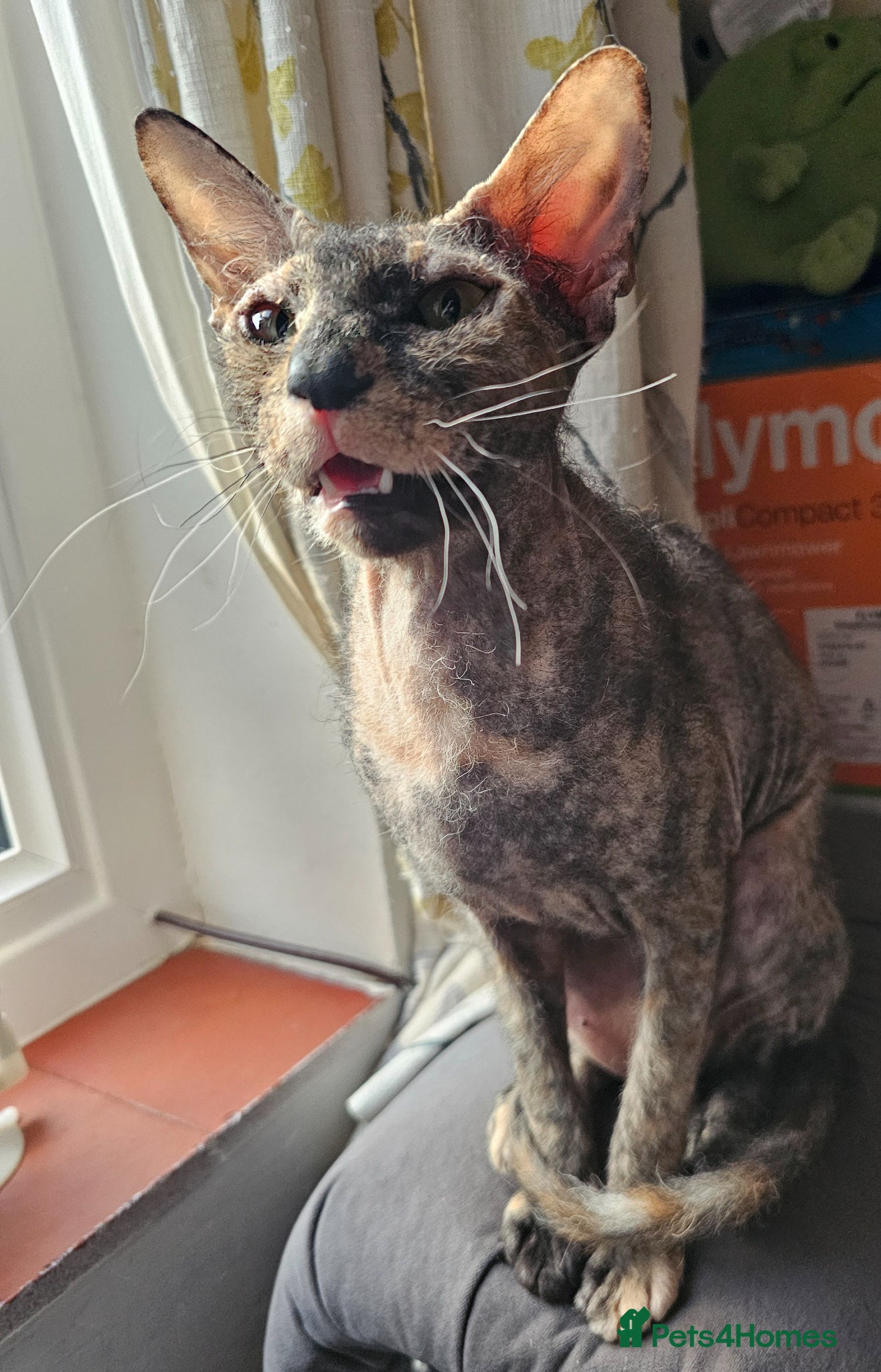 Sphynx cats for sale: Sphynx x Siamese young cat - Advert 5