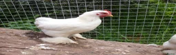 Chickens poultry for sale: Pekin Bantam Cockerels - Advert 11
