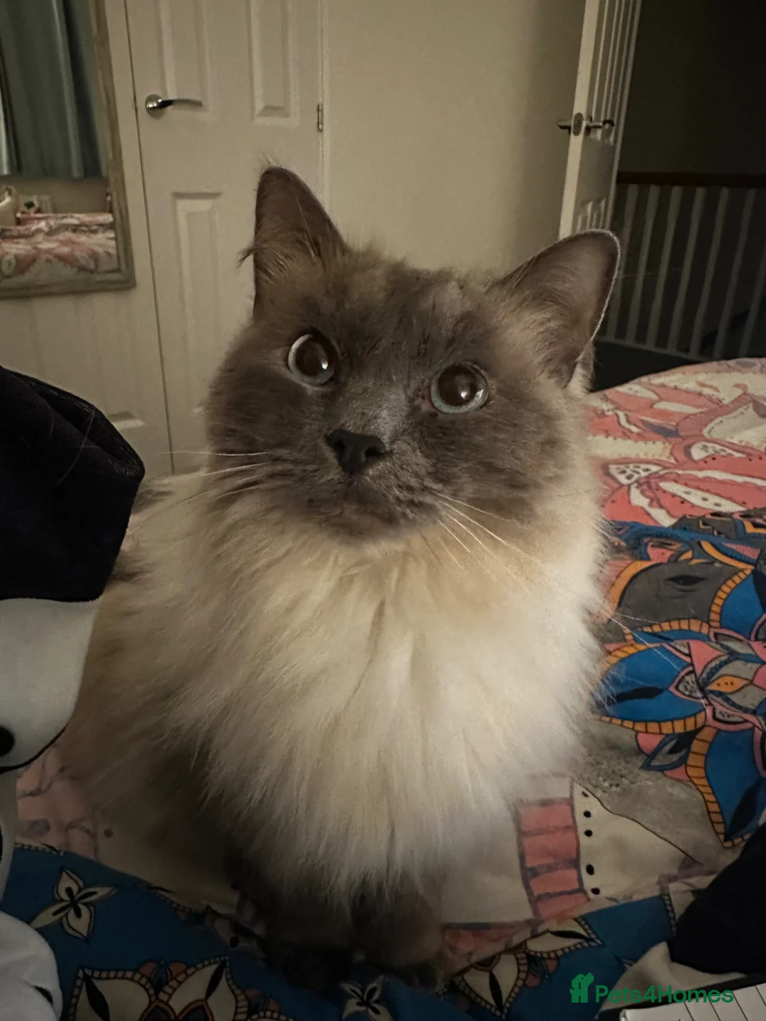 Ragdoll cats for sale: Male ragdoll - rehome - Advert 2