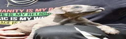 Mixed Breed dogs for sale: Cane Corso / Bullmastiff Puppies ready to  go. - Advert 11
