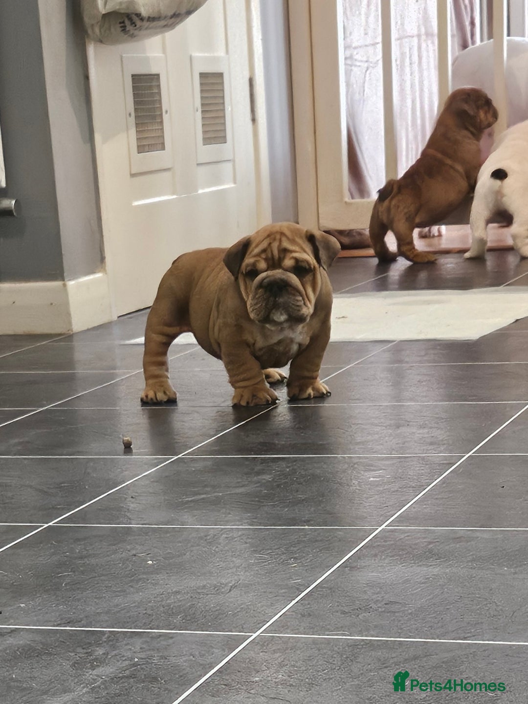English Bulldog dogs for sale: English bulldogs - Advert 10