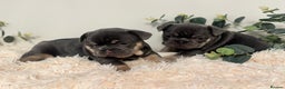 French Bulldog dogs for sale: Beautiful KC Registered French Bulldog Boys  - Advert 8