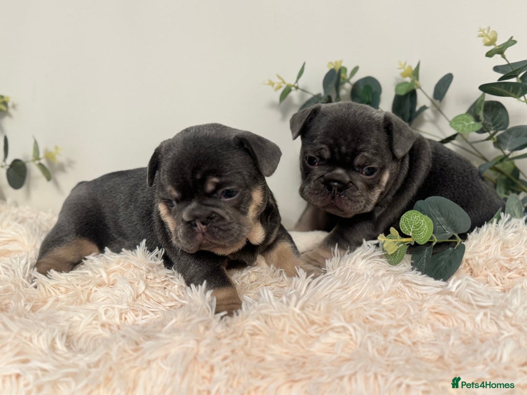 French Bulldog dogs for sale: Beautiful KC Registered French Bulldog Boys  - Advert 8