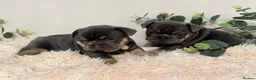 French Bulldog dogs for sale: Beautiful KC Registered French Bulldog Boys  - Advert 8