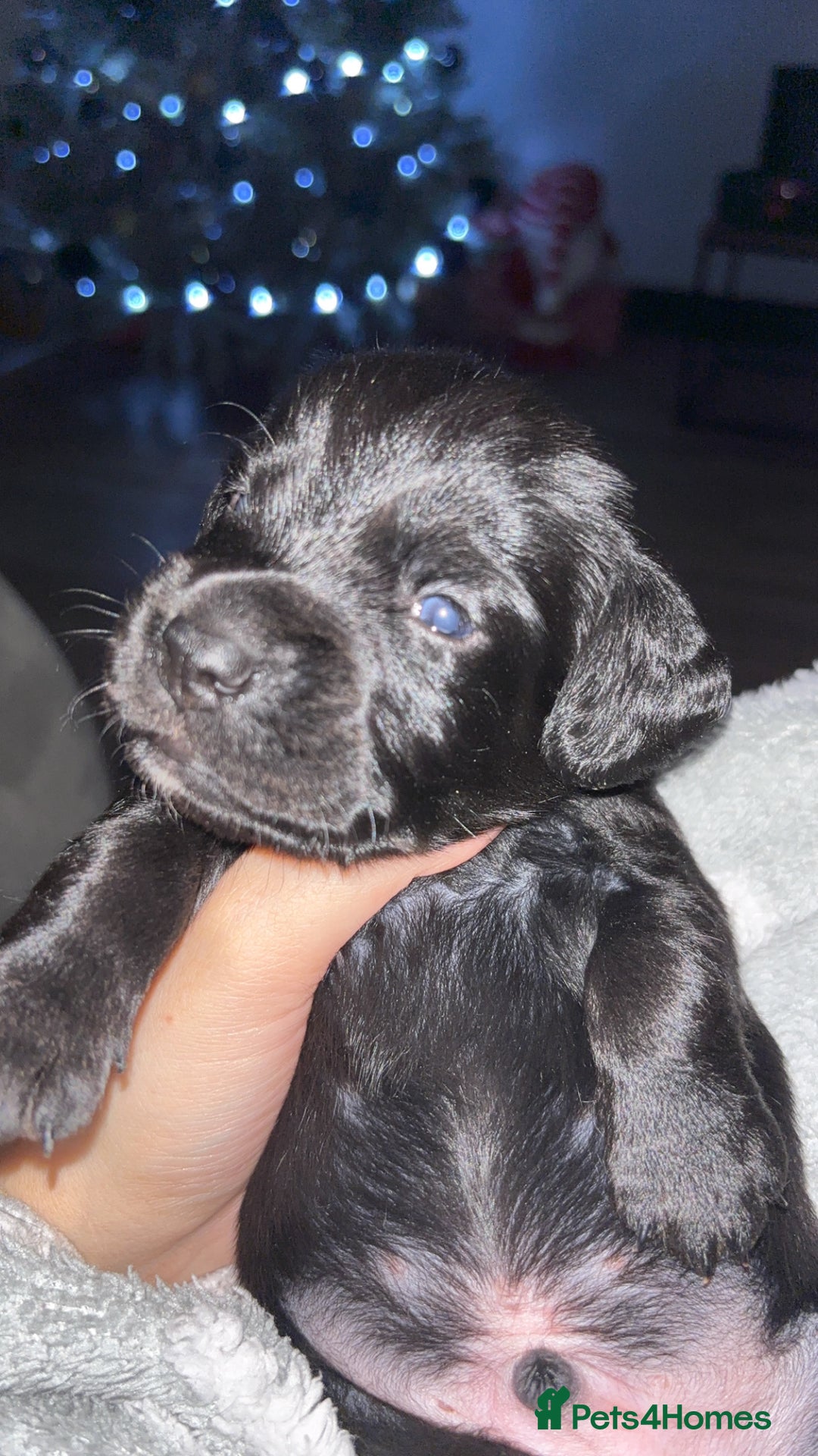 Cockerdor dogs for sale: Cockerdor puppies - Advert 2