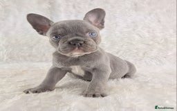 French Bulldog dogs for sale: Top Quality Lilac Girl Ready Now - Image 7