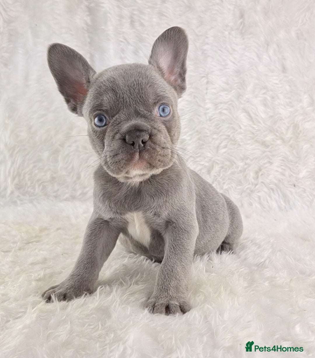 French Bulldog dogs for sale: Top Quality Lilac Girl Ready Now - Image 7