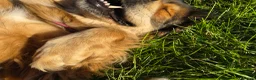 Tibetan Mastiff dogs for sale: A Wonderful 5 Year Old Female Tibetan Mastiff in Wallsend - Advert 3