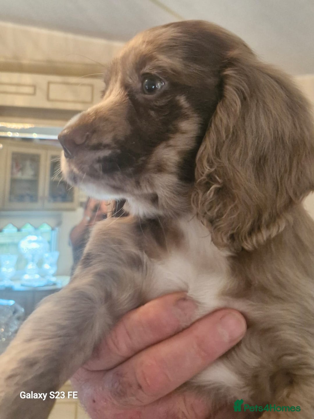 Cocker Spaniel dogs for sale: Cocker Spaniel puppies  - Image 7