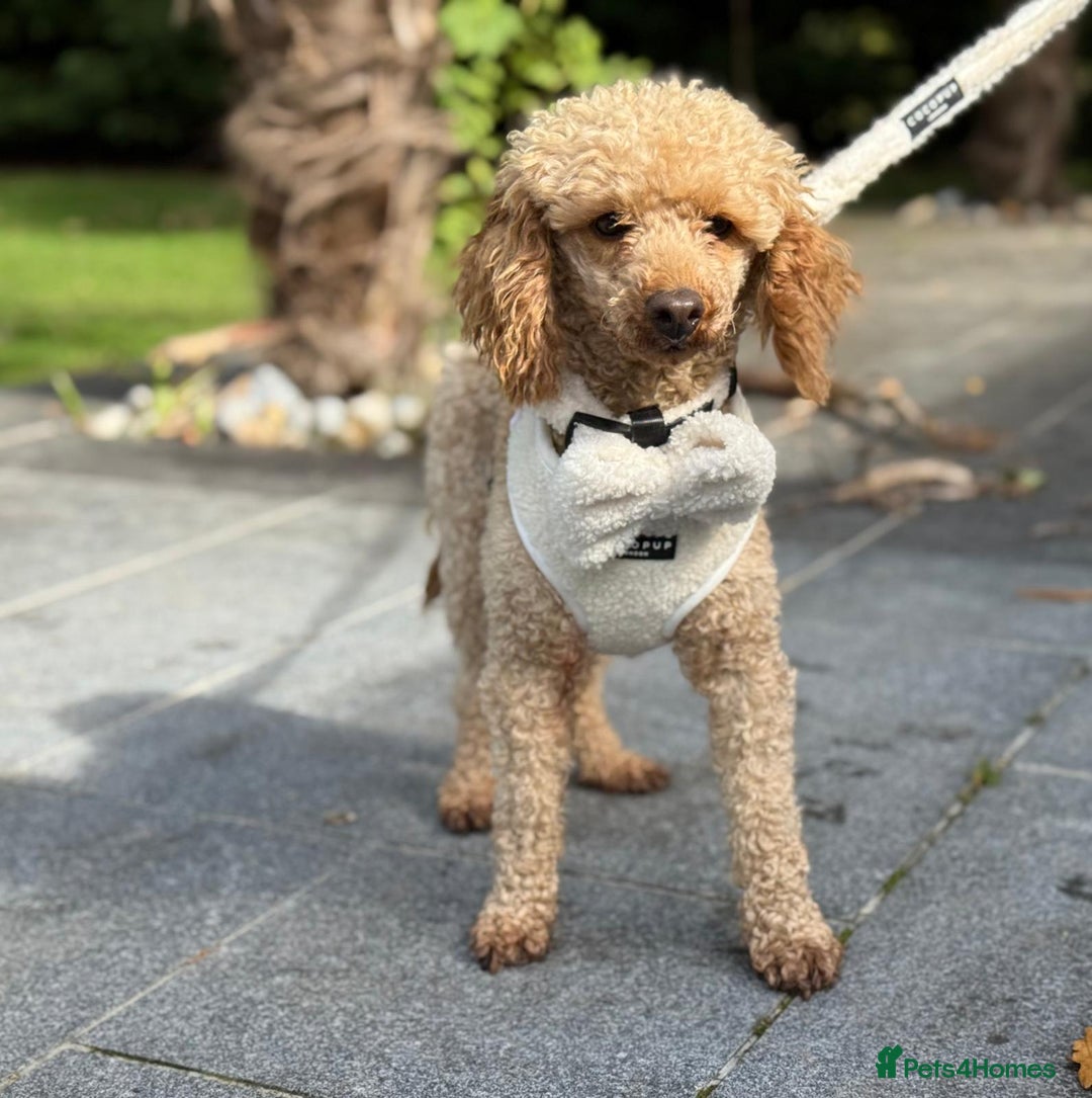 Miniature Poodle dogs for stud: ✨ Proven Toy Poodle Stud ✨ - Image 3
