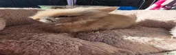 Lionhead rabbits for sale: Doublemaned lionhead bunnies - Advert 7