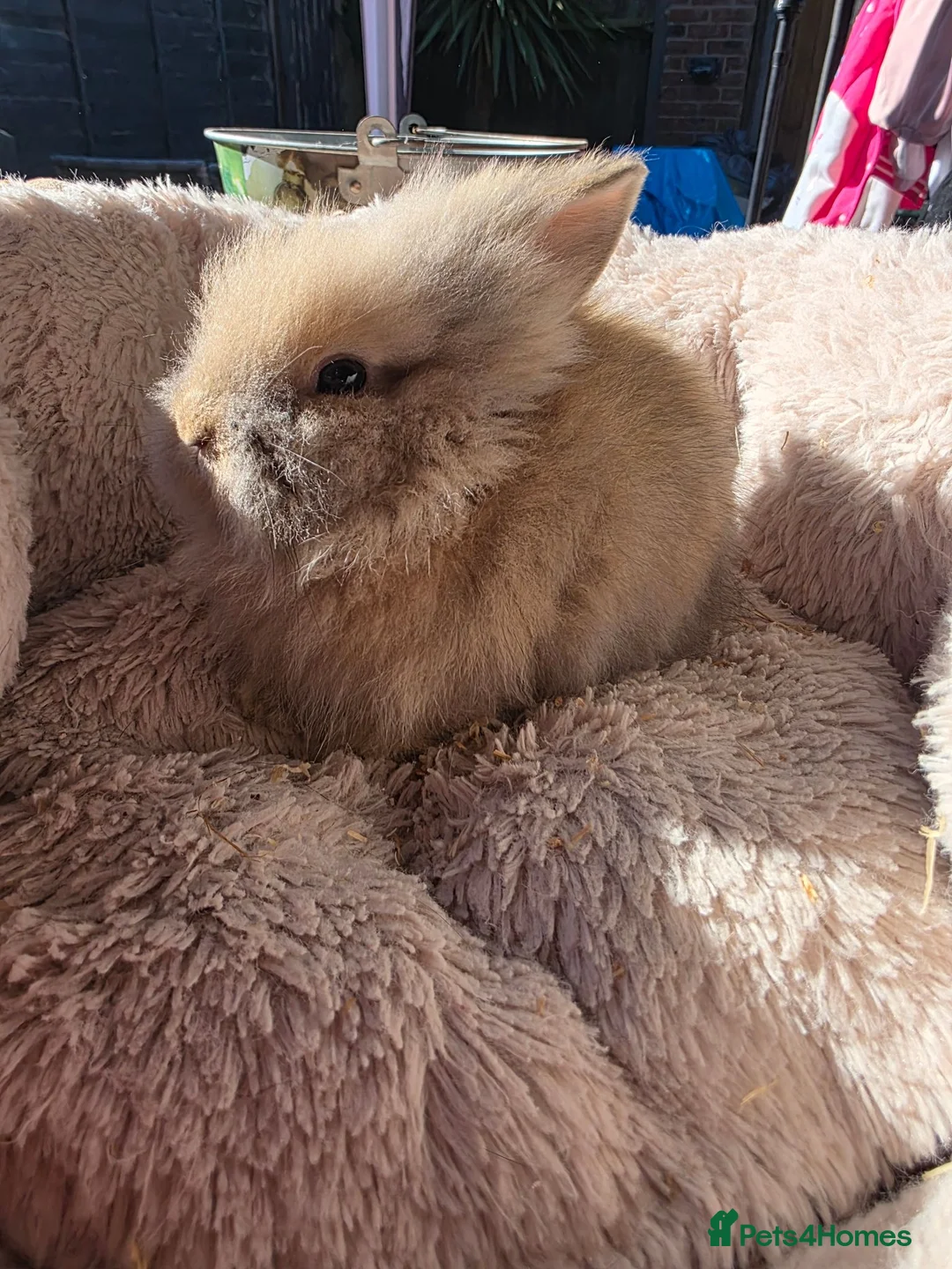 Lionhead rabbits for sale: Doublemaned lionhead bunnies - Advert 7