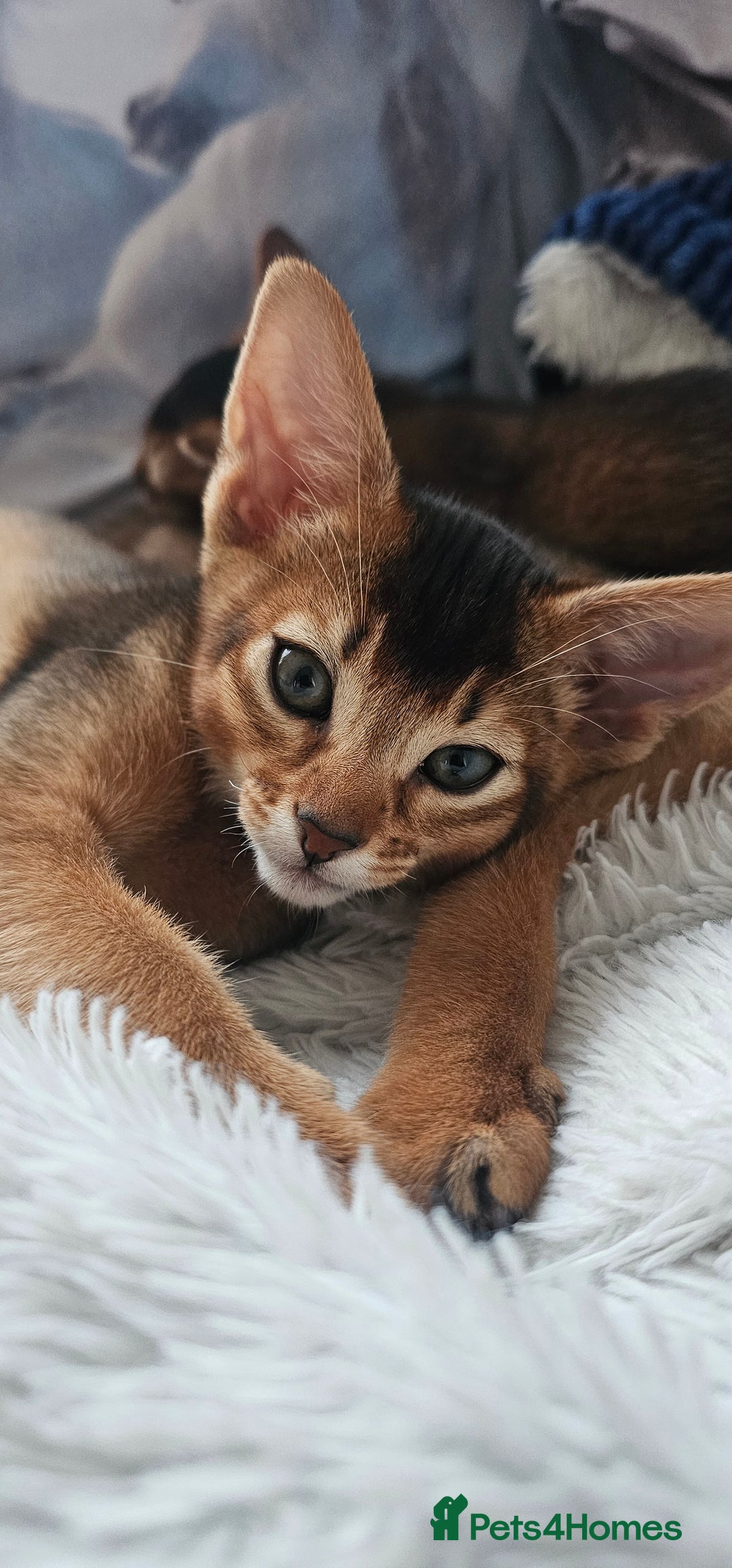 Abyssinian cats for sale: 4 Abyssinian kittens for sale - Advert 2