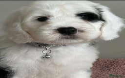 Sheepadoodle dogs for sale: unique sheepadoodles due - Image 36