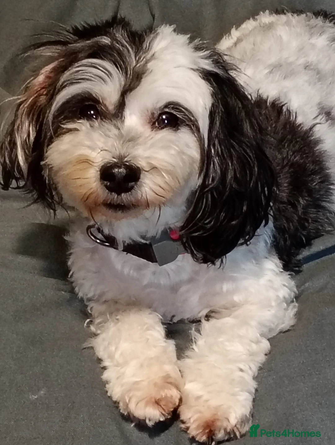 Maltipoo dogs for sale: Beautiful teddy bear maltipoos in Southampton - Advert 1