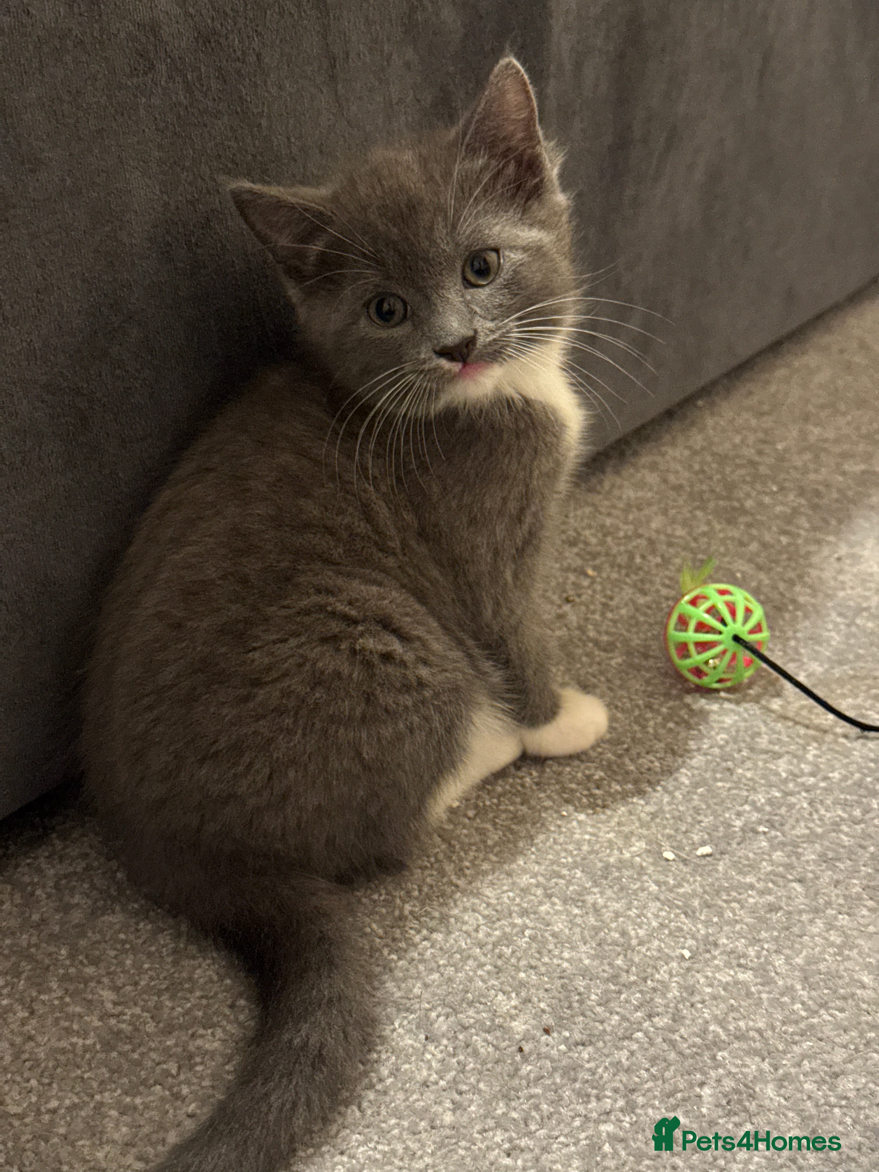 Mixed Breed cats Kittens for Sale - Advert 5