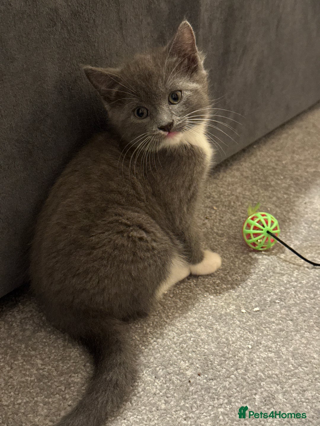 Mixed Breed cats for sale: Kittens for Sale - Advert 1