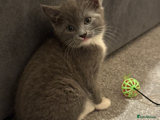 Mixed Breed cats Kittens for Sale - Advert 1