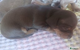 Miniature Dachshund dogs for sale: Minture dachshund puppies  - Image 25