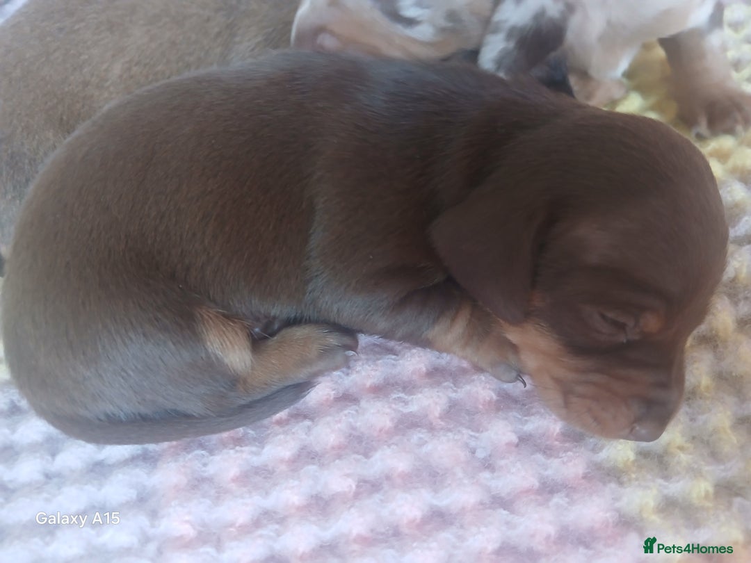 Miniature Dachshund dogs for sale: Minture dachshund puppies  - Image 25