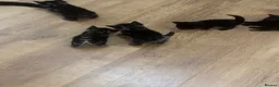 Mixed Breed cats for sale: 5 kittens available to be adopted  - Advert 7