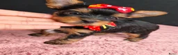 Yorkshire Terrier dogs for sale: Beautiful Yorkies for sale - Advert 17