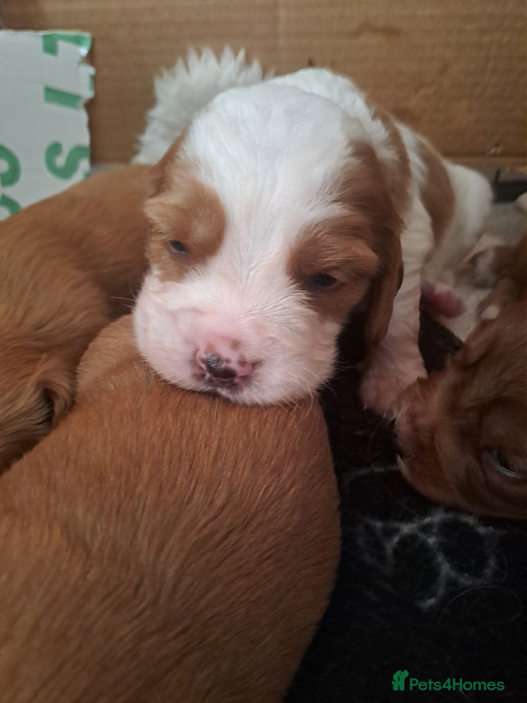 Cockalier dogs for sale: Cockerliers  health tested parents  - Image 16