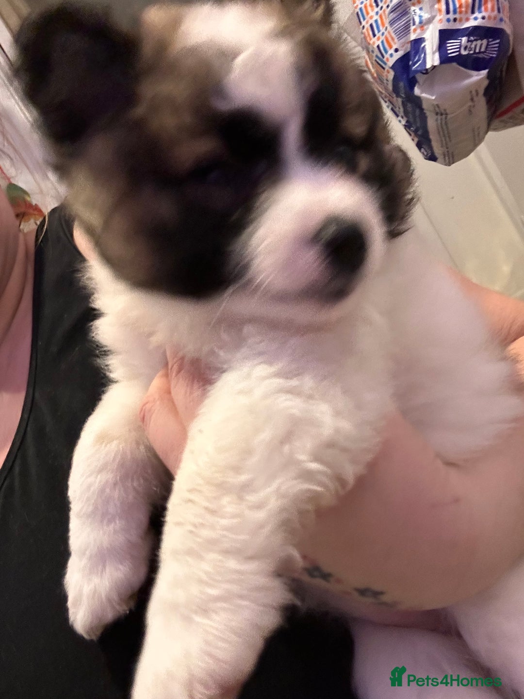 Mixed Breed dogs for sale: German spitz cross - Advert 10