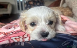 Maltipoo dogs for sale: Minnies maltipoos  - Image 33