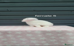 Mini Lop rabbits for sale: Gorgeous mini lop rabbits ready now  - Image 9