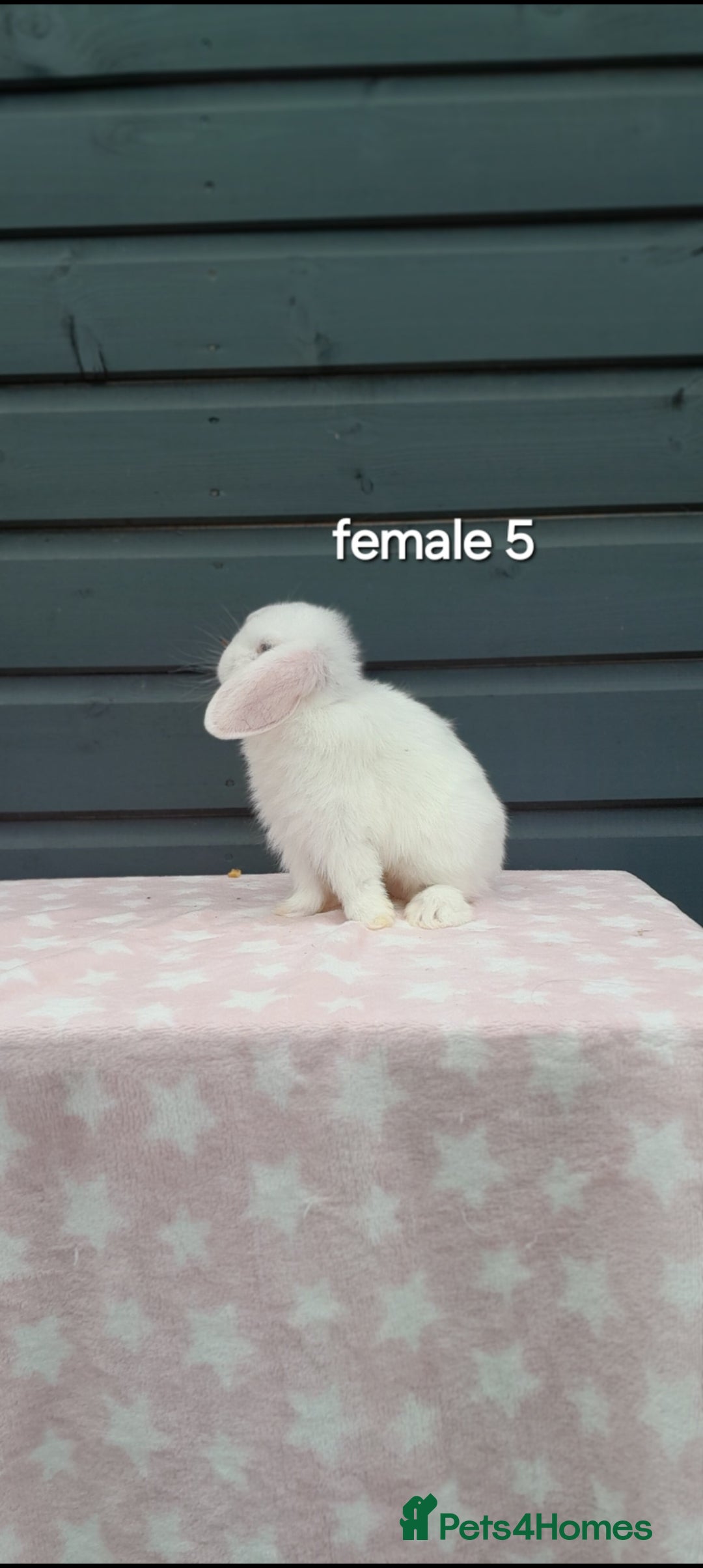 Mini Lop rabbits for sale: Gorgeous mini lop rabbits ready now  - Image 9