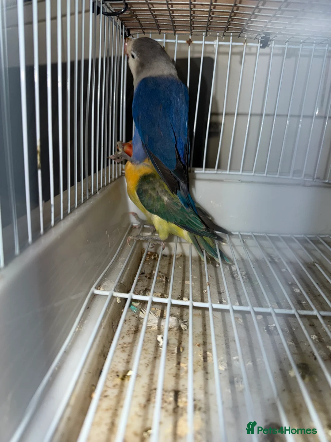 Lovebirds birds for sale: Young pair of lovebird - Advert 16