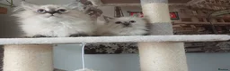 Siberian cats for sale: Beautiful Siberian kittens  in Wigan - Advert 4