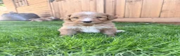 Australian Labradoodle dogs for sale: Beautiful Aussie Doodles - Advert 10