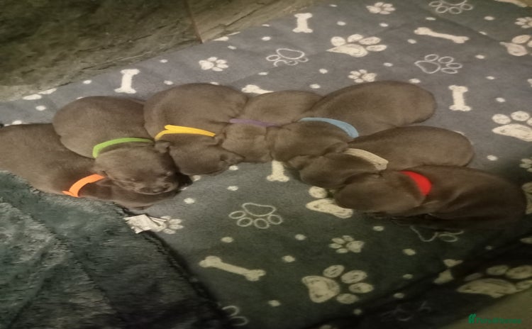 Staffordshire Bull Terrier dogs - Advert 2