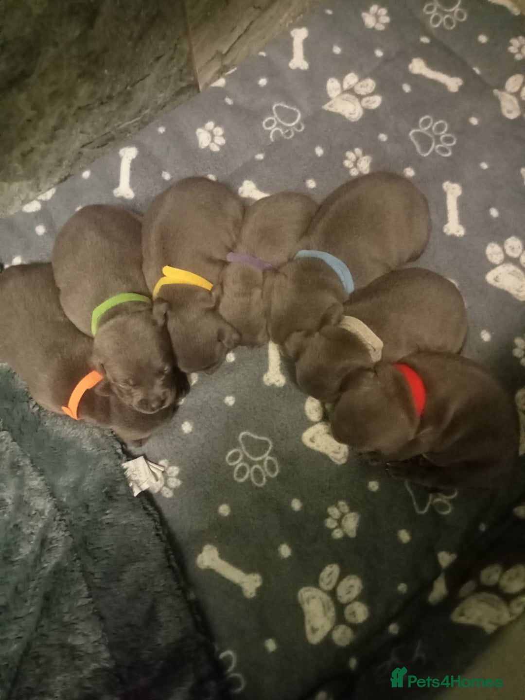 Staffordshire Bull Terrier dogs for sale: Solid blues SBT - Image 1