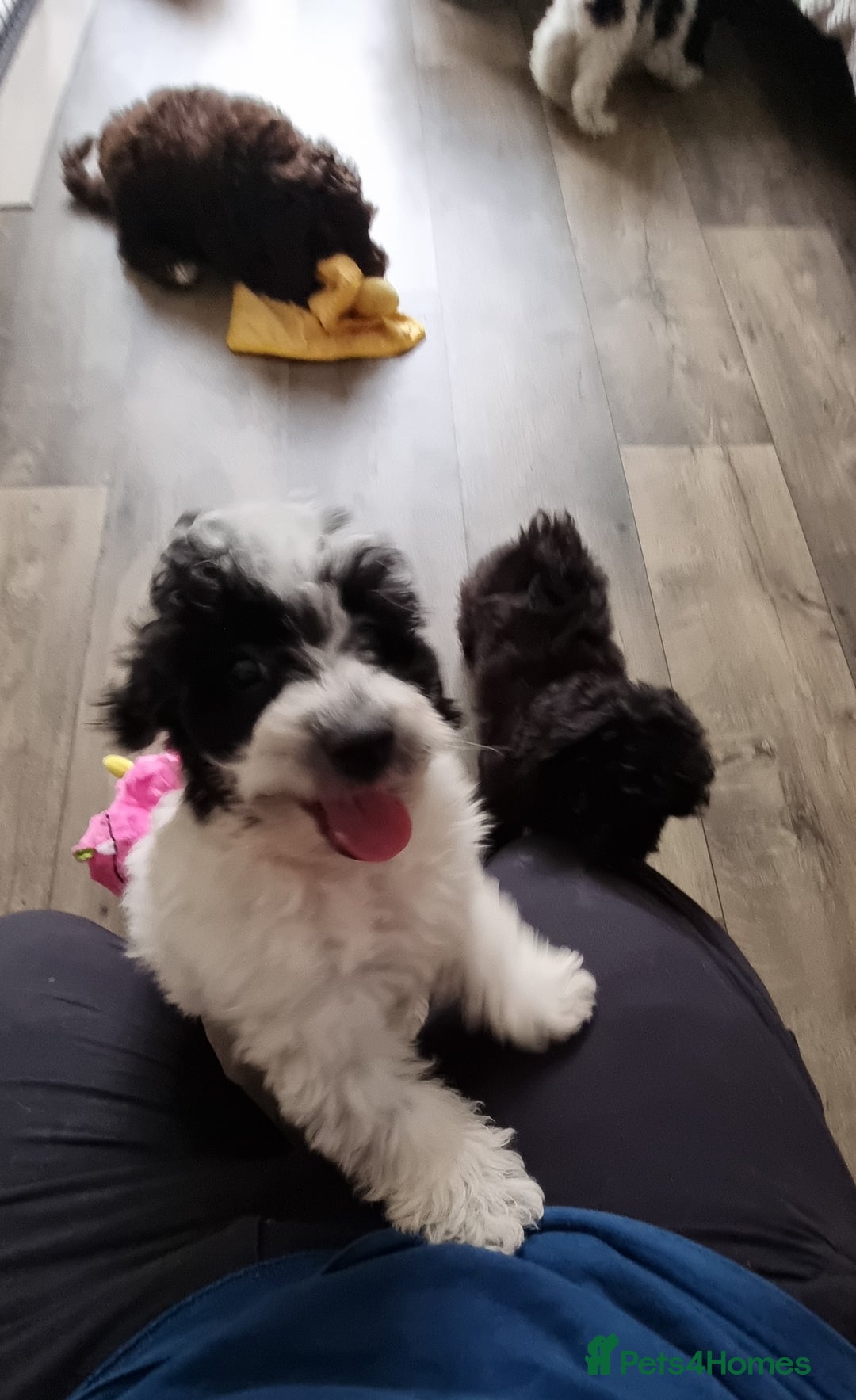 Cockapoo dogs for sale: Fully Vaccinated Best Friend Sofa Companions 🥰   - Image 3