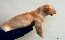 Golden Retriever dogs for sale: 🐾 KC Registered Golden Retriever Puppies 🐾 - Image 9