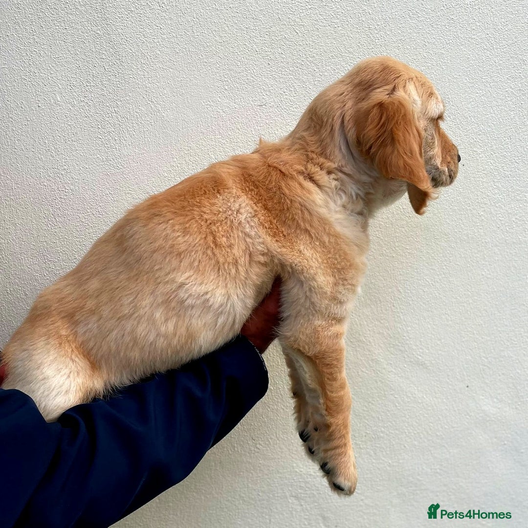 Golden Retriever dogs for sale: 🐾 KC Registered Golden Retriever Puppies 🐾 - Image 9