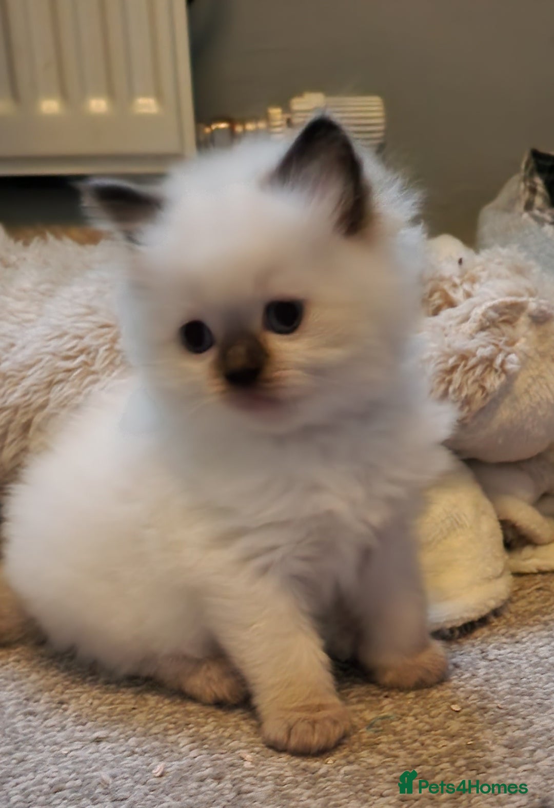 Ragdoll cats for stud: *STUD* GCCF & TICA REGISTERED ACTIVE BLUEPOINT BOY in Oldham - Image 17