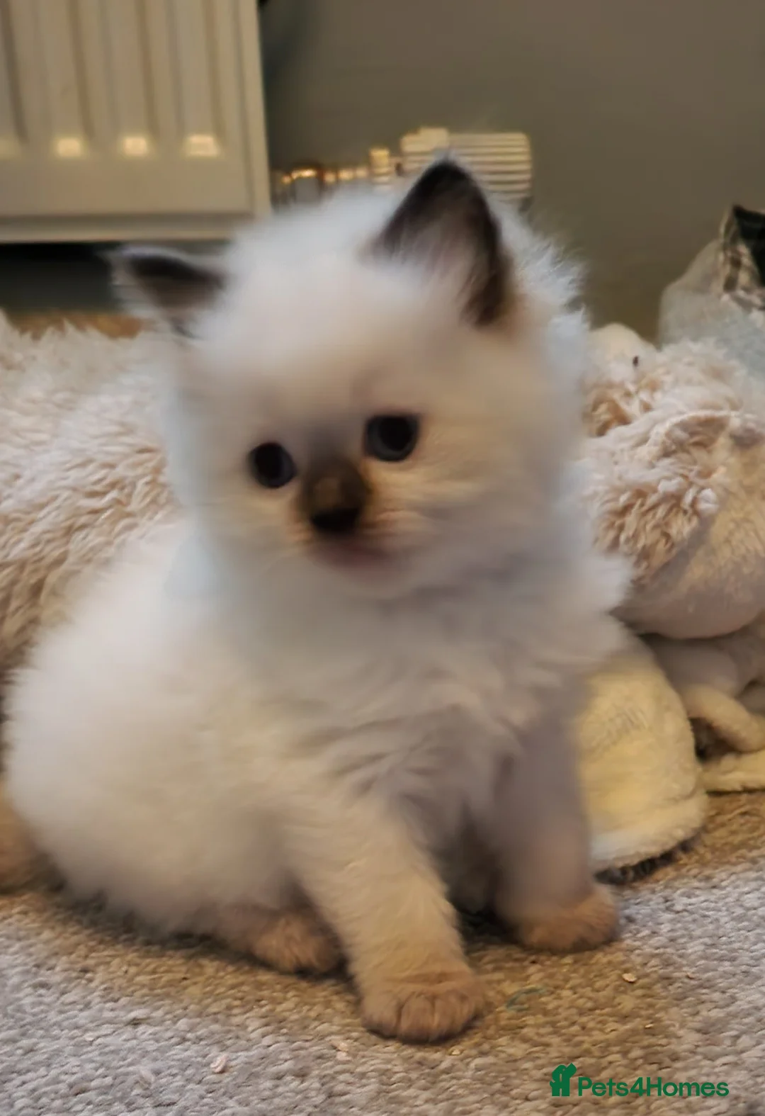 Ragdoll cats for stud: *STUD* GCCF & TICA REGISTERED ACTIVE BLUEPOINT BOY in Oldham - Advert 17