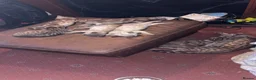 Bengal cats for sale: 🐾 Stunning TICA Registered Bengal Kittens 🐾 - Advert 8