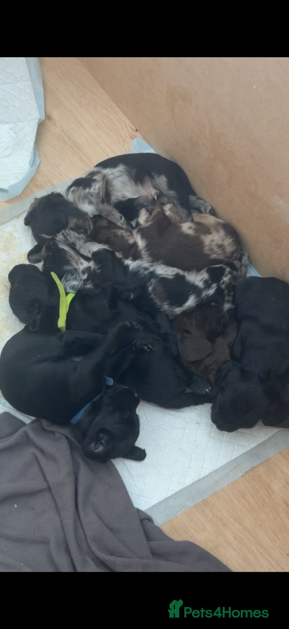 Cocker Spaniel dogs Beautiful Male Cocker Spaniel Puppies - Advert 1