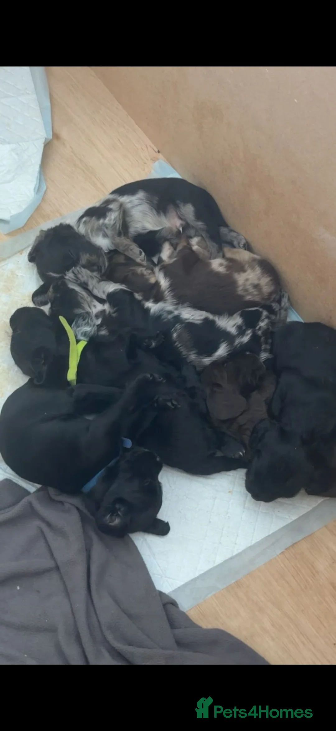 Cocker Spaniel dogs for sale: Beautiful Male Cocker Spaniel Puppies - Advert 1