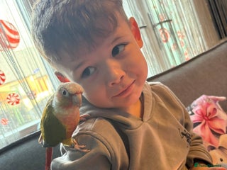 Conures birds Billy the parrot - Advert 1