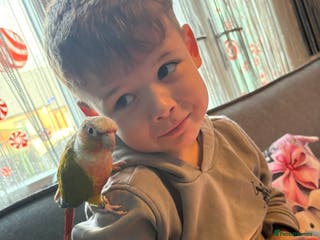 Conures birds Billy the parrot - Advert 2