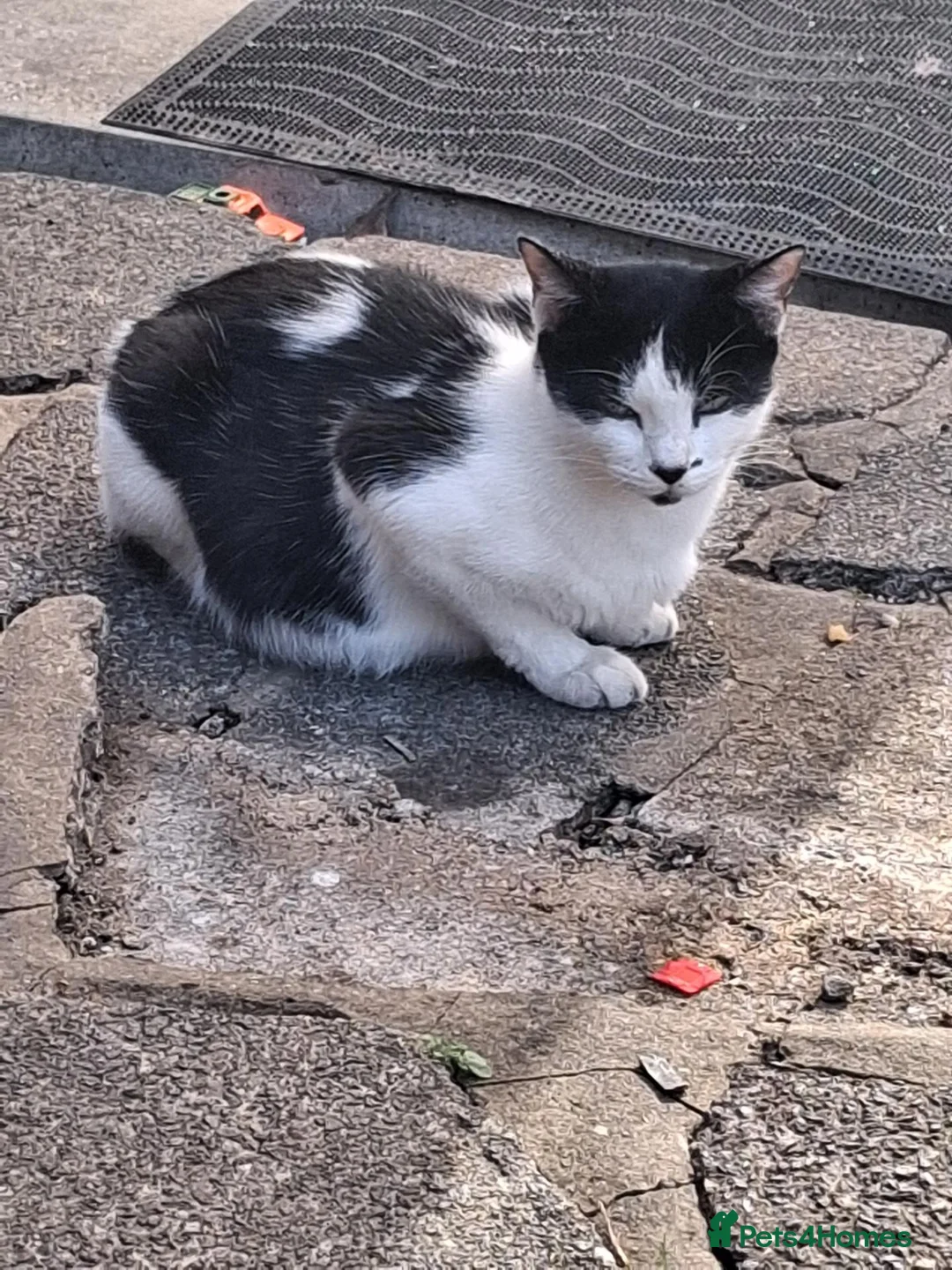 Mixed Breed cats for sale: Kittens  - Advert 1